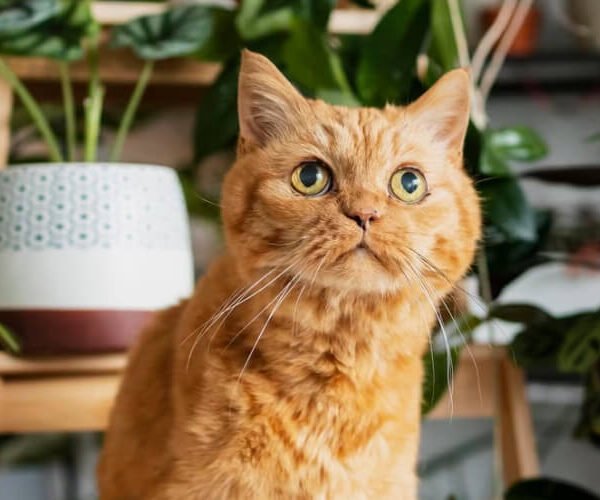 pets-10