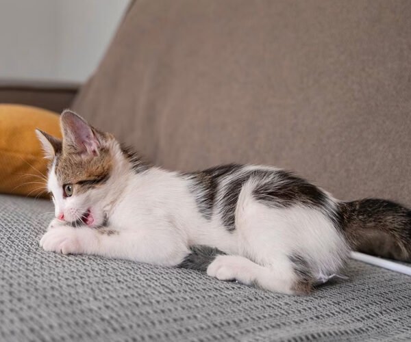cat_1ss