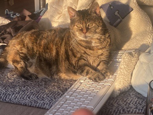 682cb713c63761747760915