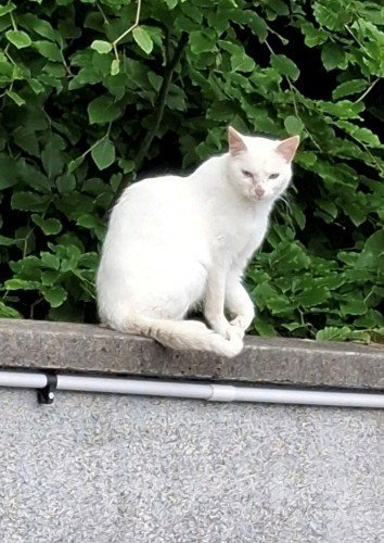 6845da3ad8a501749408314