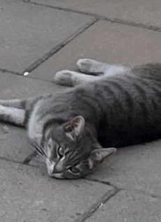 6849e3861a4251749672838