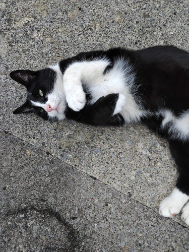 68a0c05491b651755365460